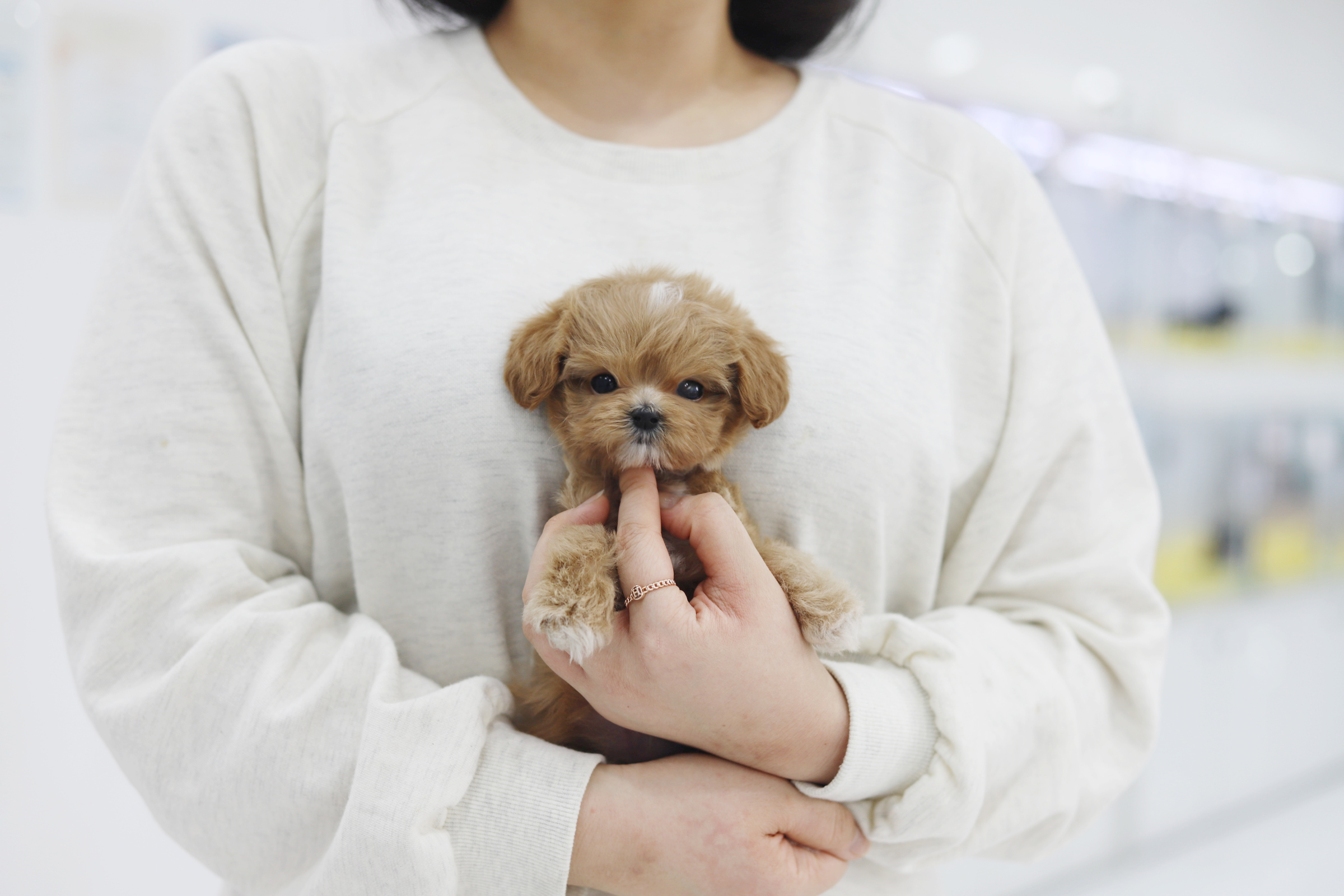 말티푸 왕자님(번개)(책임분양)