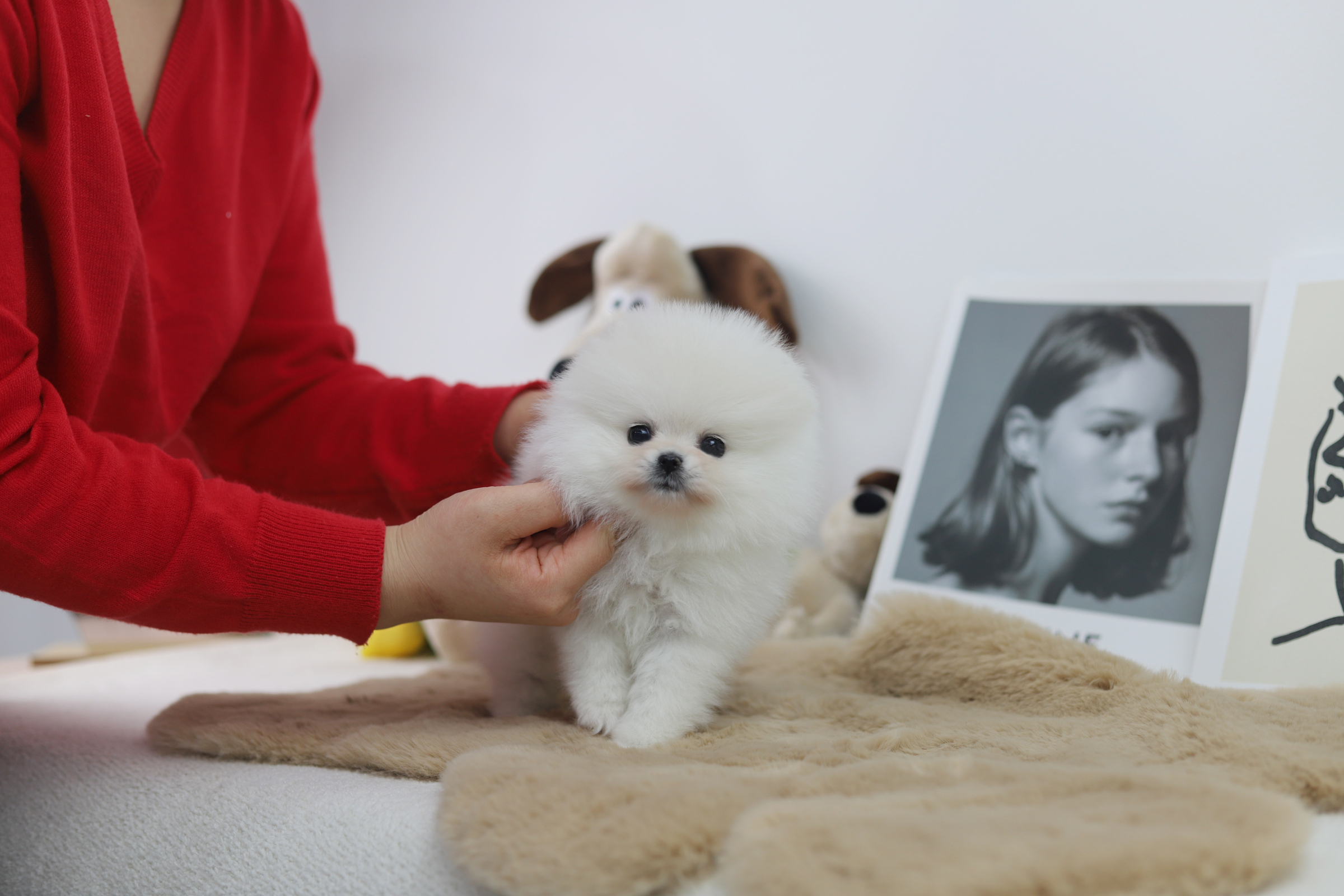 포메라니안 공주님(구리)(책임분양)