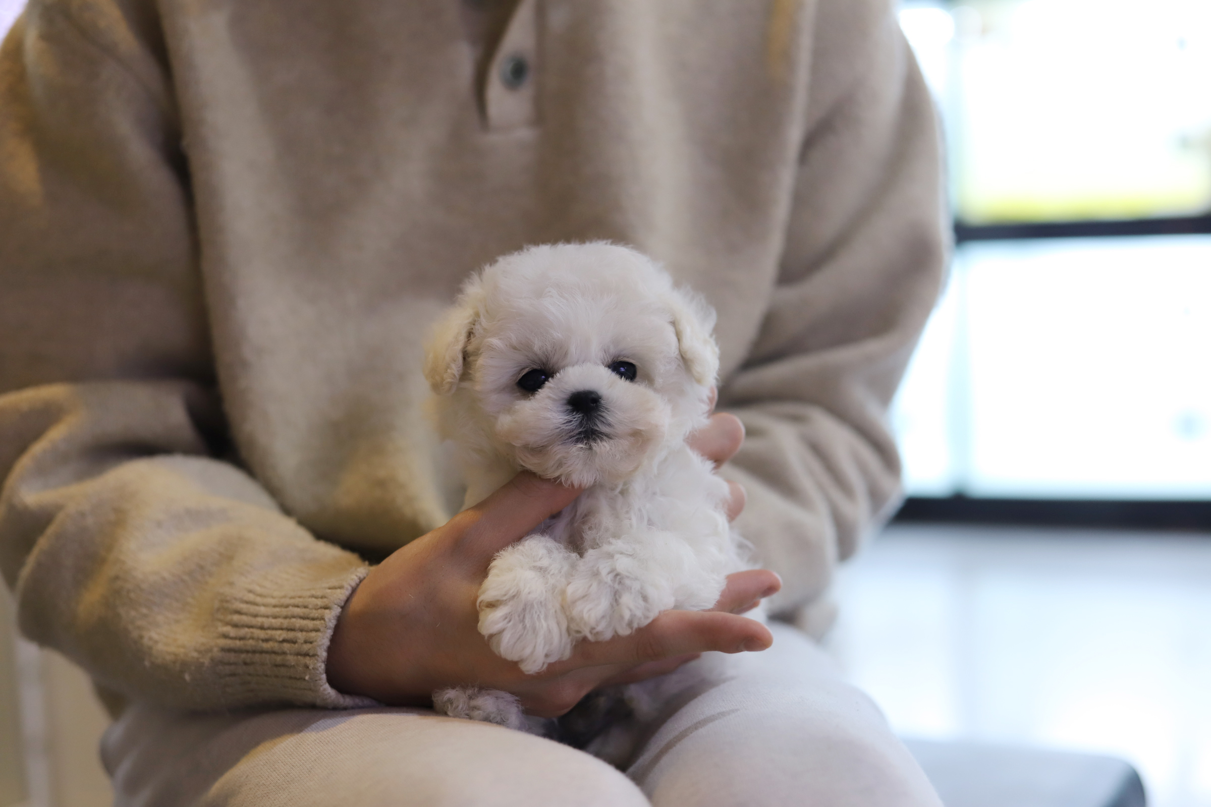 비숑프리제 왕자님(도이)(책임분양)