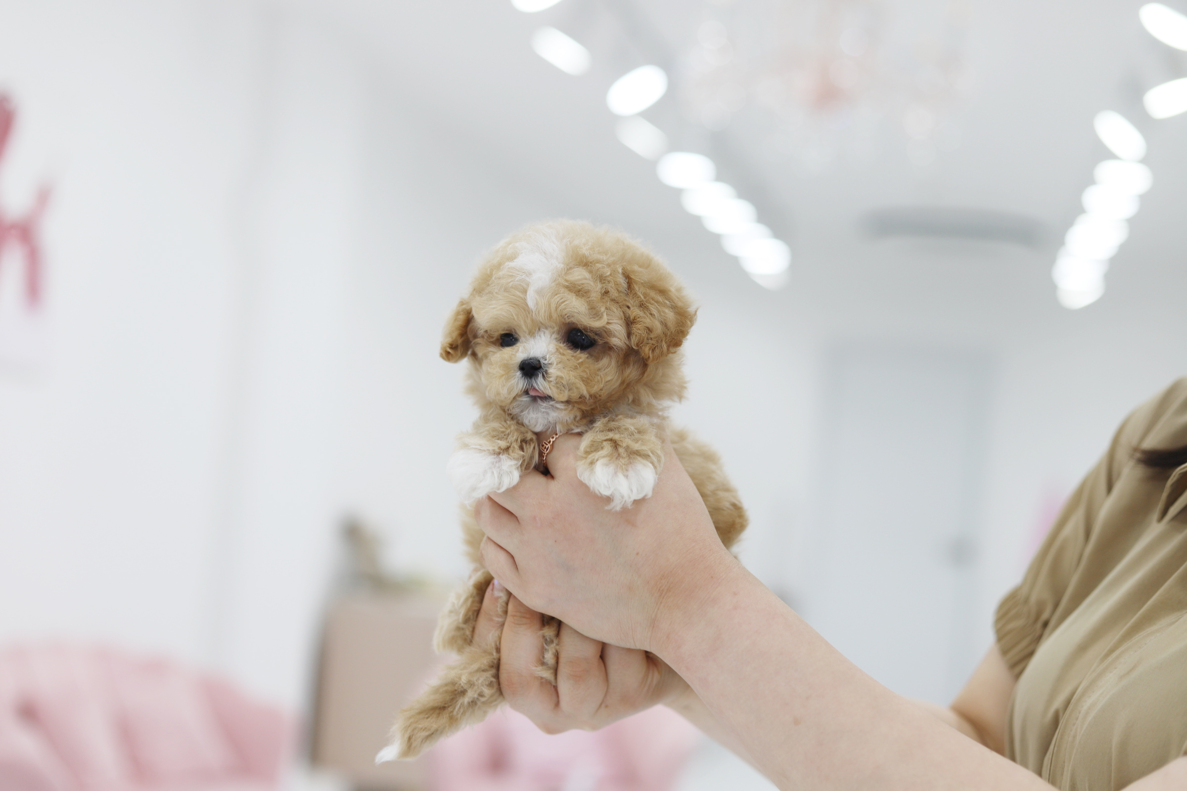 말티푸 왕자님(공이)(책임분양)