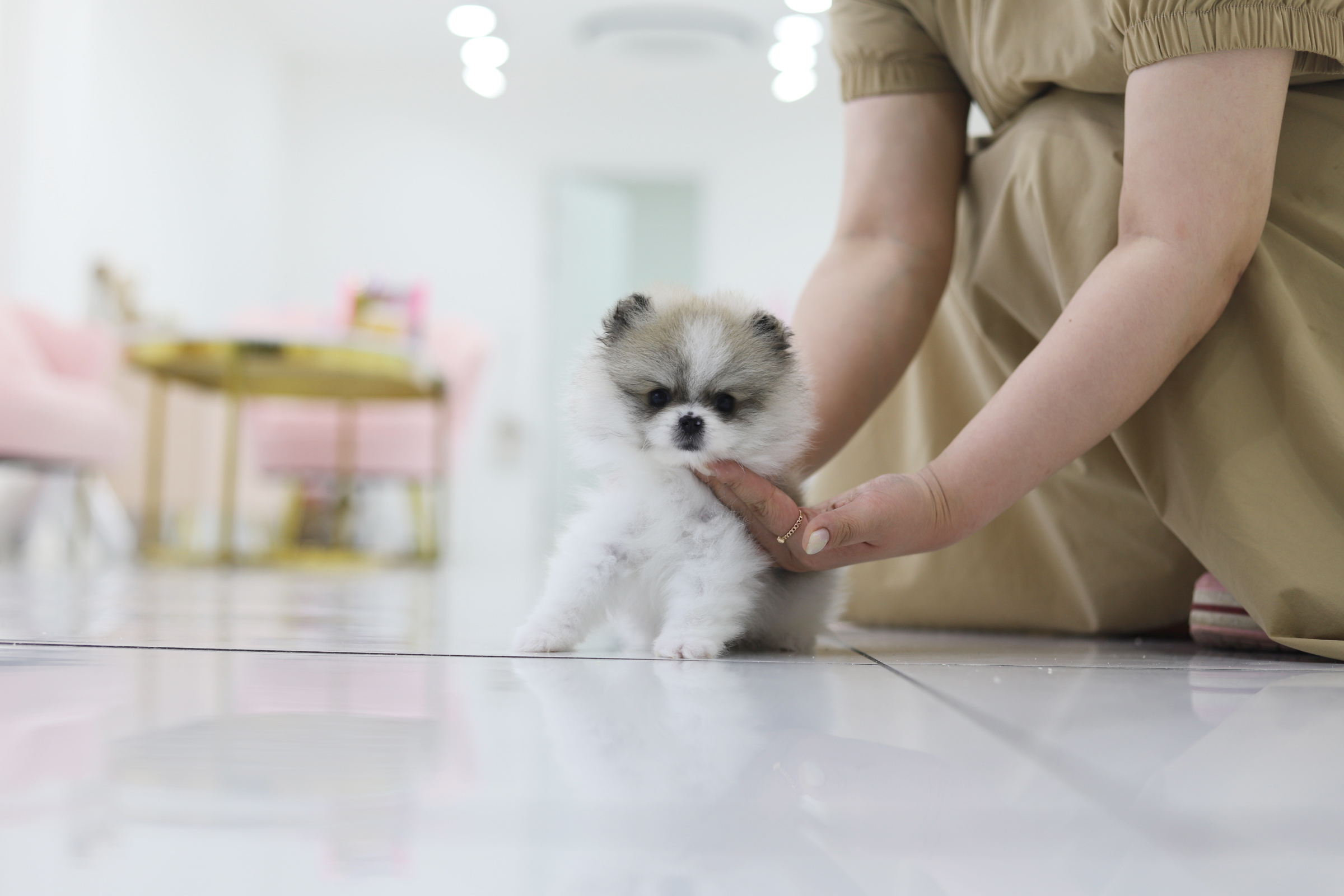 포메라니안 공주님(입양완료)