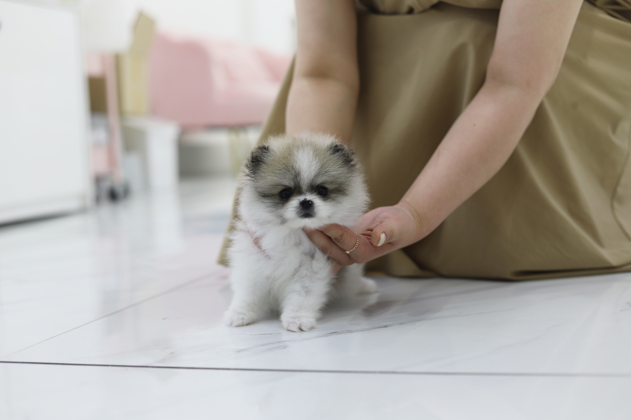 포메라니안 공주님(입양완료)