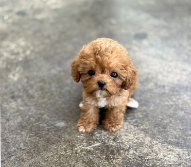 푸들 분양합니다