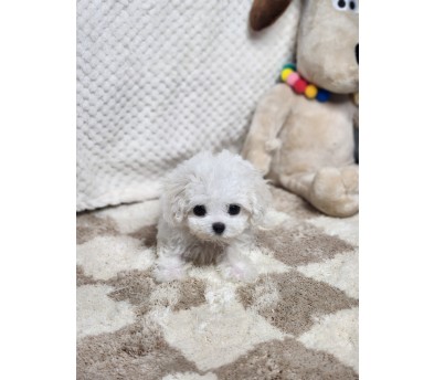 비숑 분양합니다