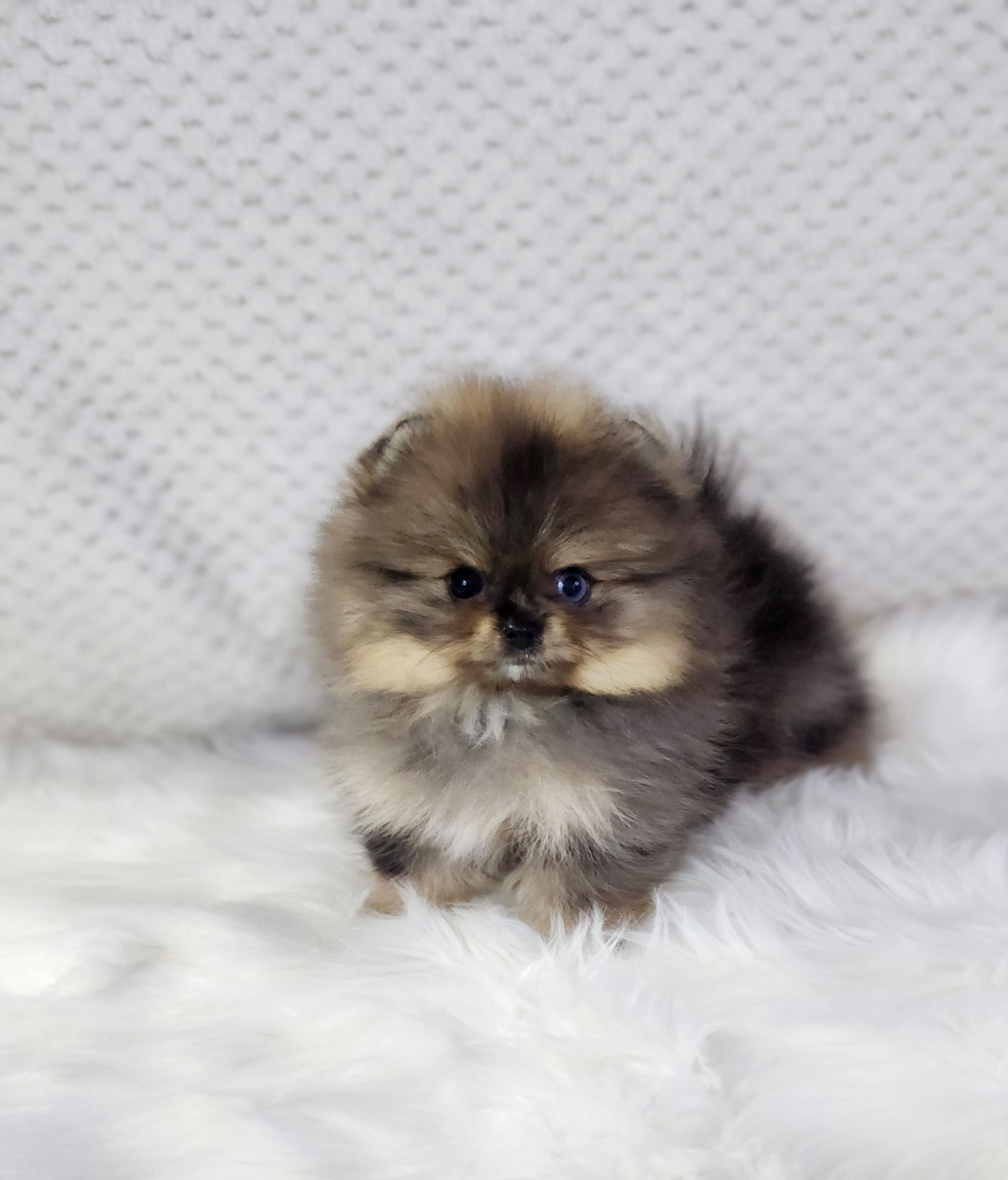 포메라니안 분양합니다