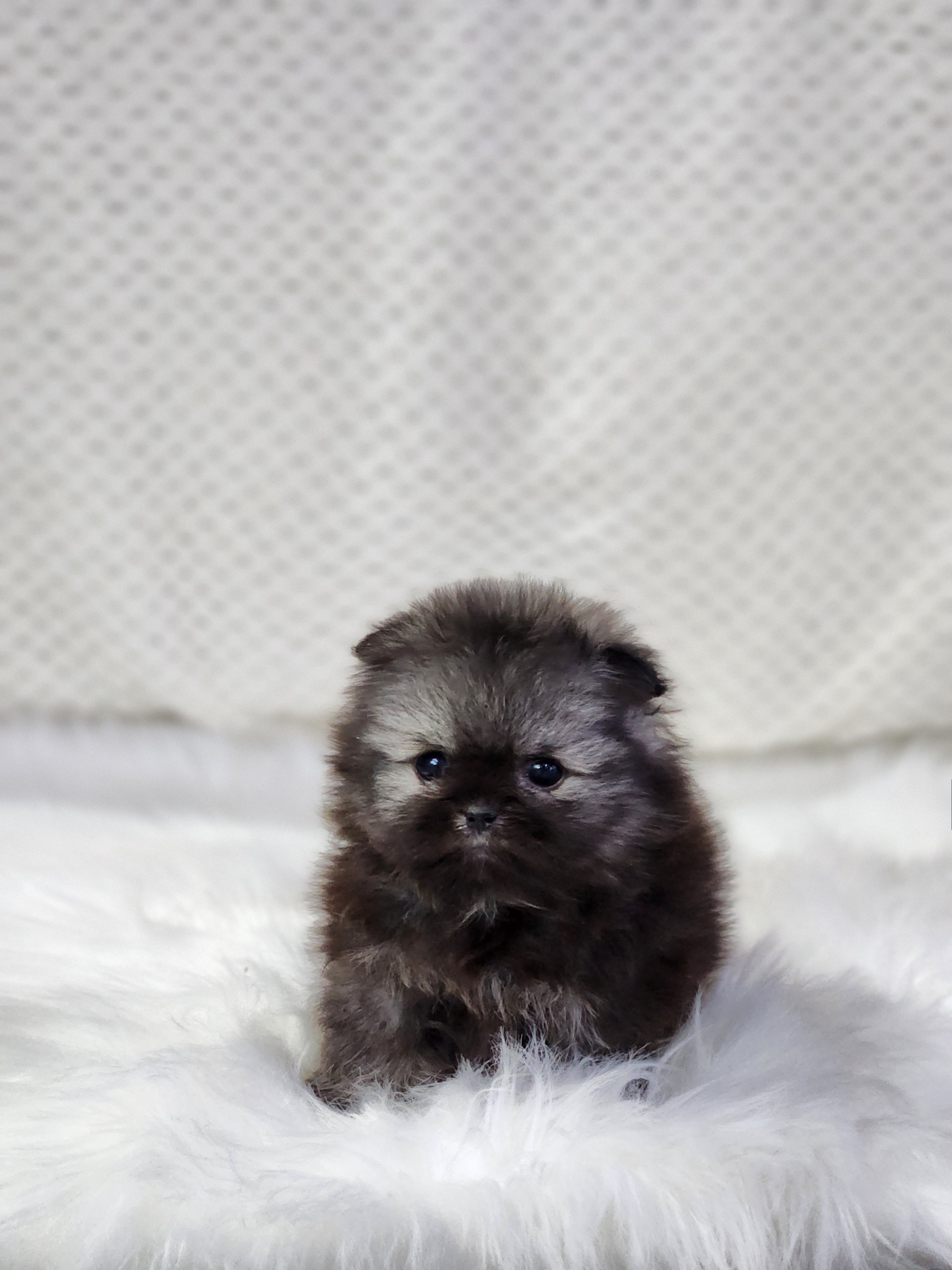 포메라니안 분양합니다!