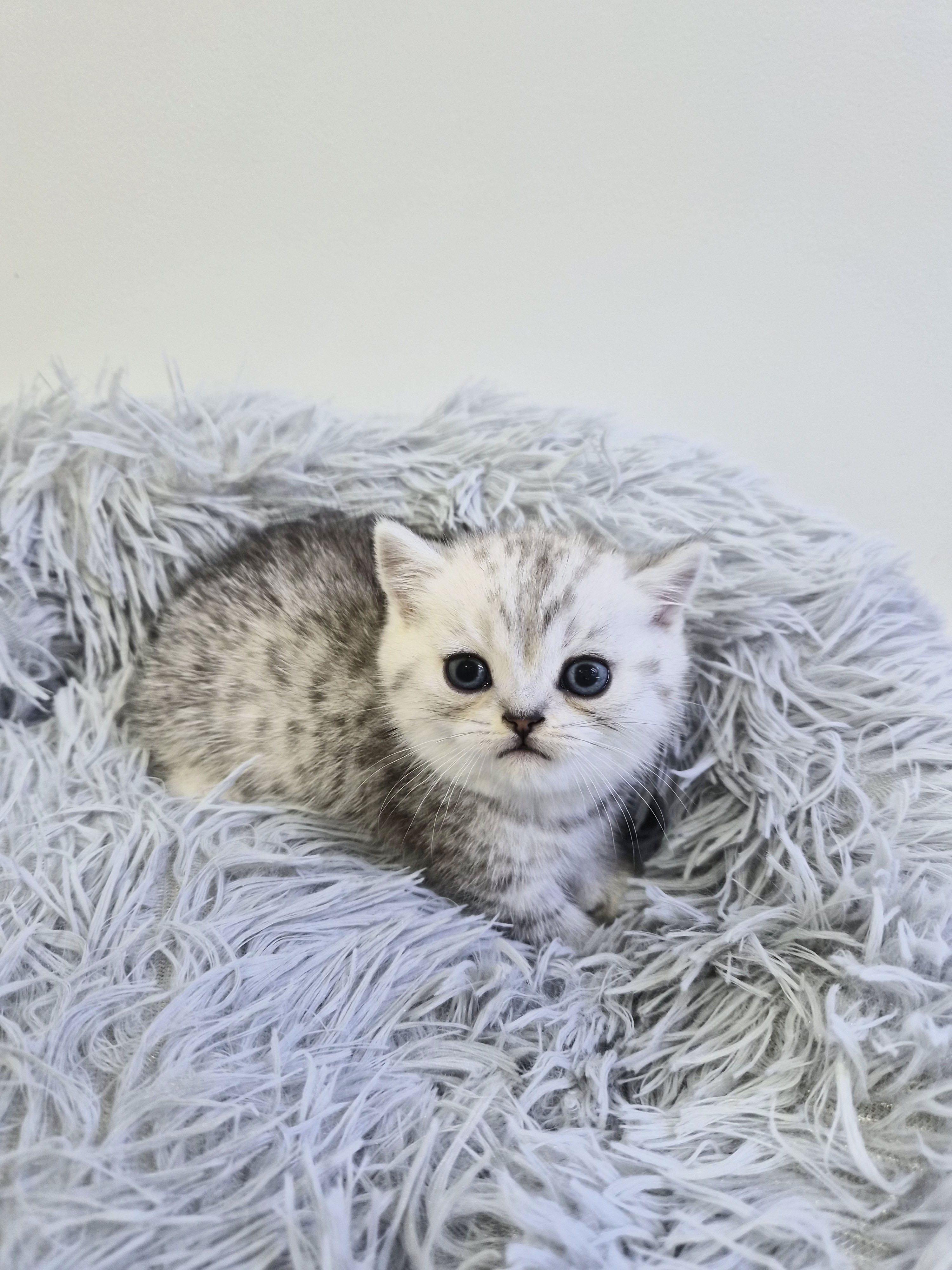 먼치킨 분양합니다!