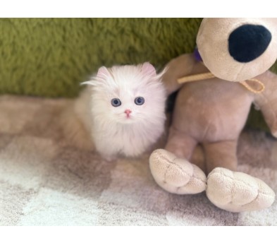 아메리칸컬먼치킨(뽀송)(분양중)